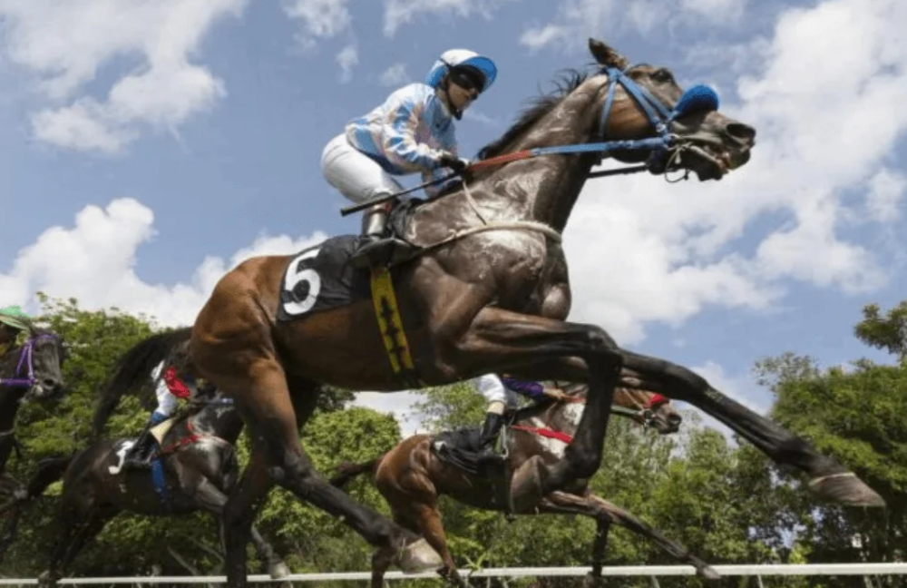 le roi du turf || leroiduturf